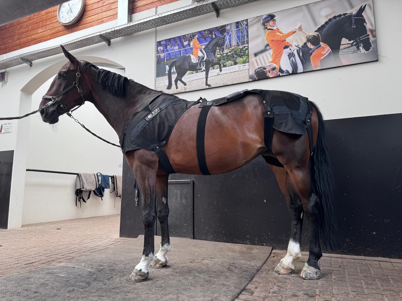 Paard in uitrustig voor Equery behandeling